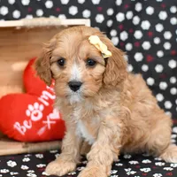 Raine, a female Cavapoo for sale in Syracuse, IN – Photo 3 of 5