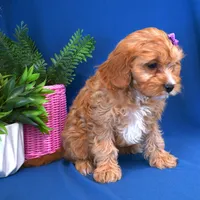 Raine, a female Cavapoo for sale in Syracuse, IN – Photo 2 of 5