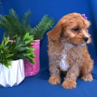 Raine, a female Cavapoo for sale in Syracuse, IN – Photo 5 of 5