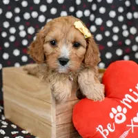 Raine, a female Cavapoo for sale in Syracuse, IN – Photo 4 of 5