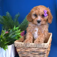 Raine, a female Cavapoo for sale in Syracuse, IN – Photo 1 of 5