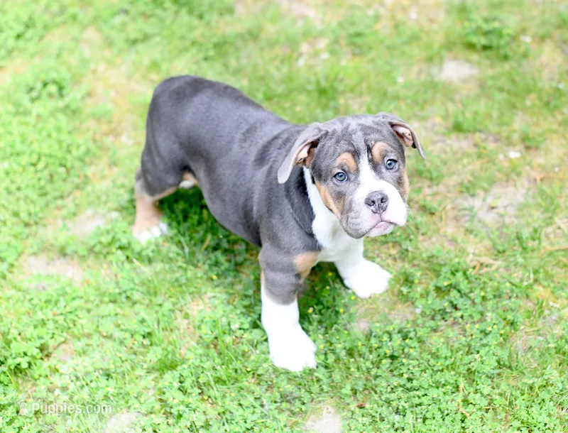 Toby – Beagle, Olde Boston Bulldogge puppy for sale in Syracuse, IN