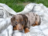 Malik, a male Miniature Dachshund for sale in Syracuse, IN – Photo 3 of 3