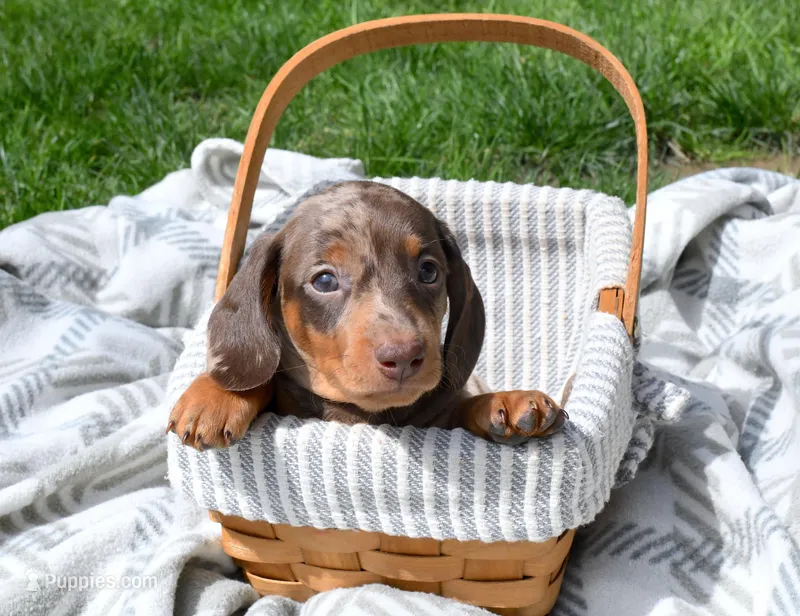 Malik – Miniature Dachshund puppy for sale in Syracuse, IN