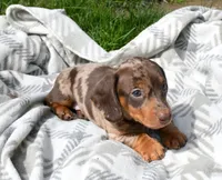 Malik, a male Miniature Dachshund for sale in Syracuse, IN – Photo 2 of 3