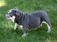 Remy, a female Olde English Bulldogge for sale in Syracuse, IN – 4 of 5