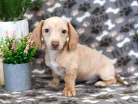 Drake, a male Miniature Dachshund for sale in Syracuse, IN – Photo 2 of 6