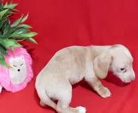 Drake, a male Miniature Dachshund for sale in Syracuse, IN – Photo 6 of 6