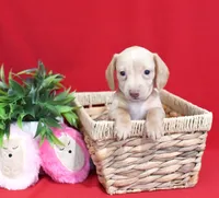 Drake, a male Miniature Dachshund for sale in Syracuse, IN – Photo 4 of 6