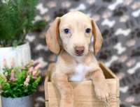 Drake, a male Miniature Dachshund for sale in Syracuse, IN – Photo 1 of 6