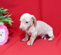 Drake, a male Miniature Dachshund for sale in Syracuse, IN – Photo 5 of 6