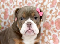 Mercy, a female English Bulldog and Beagle for sale in Syracuse, IN – Photo 2 of 4