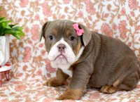 Mercy, a female English Bulldog and Beagle for sale in Syracuse, IN – Photo 3 of 4