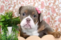 Mercy, a female English Bulldog and Beagle for sale in Syracuse, IN – Photo 1 of 4