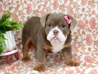 Mercy, a female English Bulldog and Beagle for sale in Syracuse, IN – Photo 4 of 4