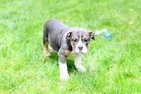 Toby, a male Beagle and Olde Boston Bulldogge for sale in Syracuse, IN – 2 of 3