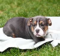 Toby, a male Beagle and Olde Boston Bulldogge for sale in Syracuse, IN – 3 of 3