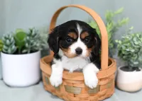 Drake, a male Cavalier King Charles Spaniel for sale in Syracuse, IN – 1 of 2