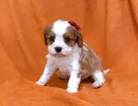 Kesha, a female Cavalier King Charles Spaniel for sale in Syracuse, IN – Photo 2 of 3
