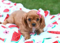 Marcie, a female Cavalier King Charles Spaniel for sale in Syracuse, IN – 2 of 3
