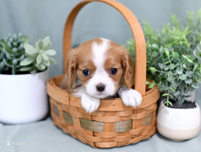 Dusty – Cavalier King Charles Spaniel puppy for sale in Syracuse, IN