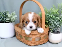 Dusty, a male Cavalier King Charles Spaniel for sale in Syracuse, IN – 1 of 3