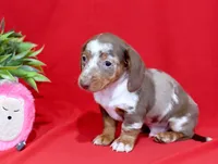 Dayne, a male Miniature Dachshund for sale in Syracuse, IN – Photo 3 of 3