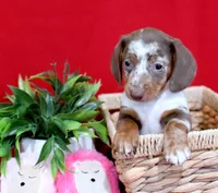 Dayne, a male Miniature Dachshund for sale in Syracuse, IN – Photo 1 of 3