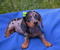 Maddie, a female Dachshund for sale in Syracuse, IN – Photo 1 of 2