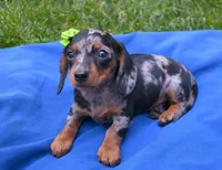 Maddie, a female Dachshund for sale in Syracuse, IN – Photo 2 of 2