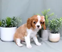 Dori, a female Cavalier King Charles Spaniel for sale in Syracuse, IN – 2 of 2