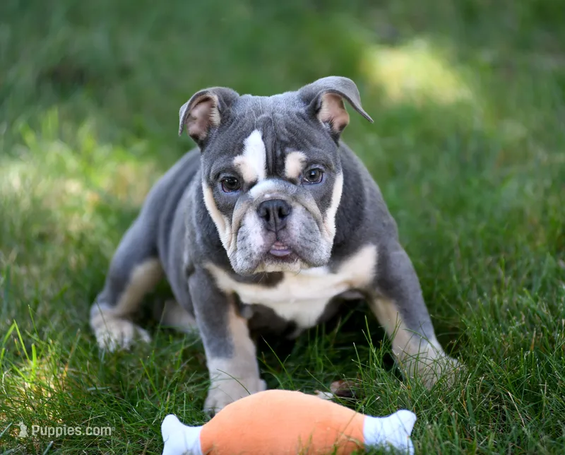Remy – Olde English Bulldogge puppy for sale in Syracuse, IN