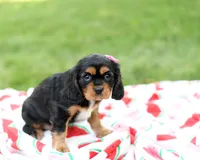 Nova, a female Cavalier King Charles Spaniel for sale in Syracuse, IN – 2 of 3