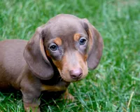 Merri, a female Dachshund for sale in Syracuse, IN – Photo 2 of 6