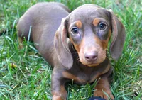 Merri, a female Dachshund for sale in Syracuse, IN – Photo 1 of 6