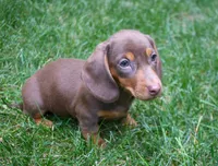 Merri, a female Dachshund for sale in Syracuse, IN – Photo 3 of 6