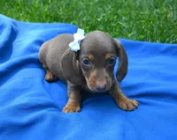 Merri, a female Dachshund for sale in Syracuse, IN – Photo 6 of 6