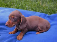 Merri, a female Dachshund for sale in Syracuse, IN – Photo 5 of 6