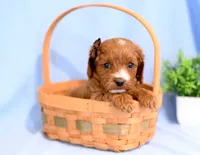 Haeley, a female Cavapoo for sale in Syracuse, IN – Photo 4 of 5