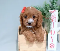 Haeley, a female Cavapoo for sale in Syracuse, IN – Photo 1 of 5