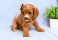 Haeley, a female Cavapoo for sale in Syracuse, IN – Photo 5 of 5