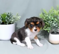 Dominic, a male Cavalier King Charles Spaniel for sale in Syracuse, IN – 2 of 2