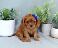 Dani, a female Cavalier King Charles Spaniel for sale in Syracuse, IN – 2 of 2