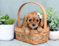 Dixie, a female Cavalier King Charles Spaniel for sale in Syracuse, IN – 1 of 2