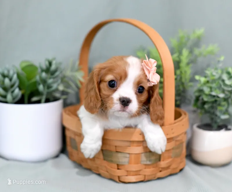 Dori – Cavalier King Charles Spaniel puppy for sale in Syracuse, IN