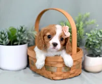 Dori, a female Cavalier King Charles Spaniel for sale in Syracuse, IN – 1 of 2