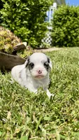 Bentley , a male Cavapoo for sale in Wolcottville, IN – 6 of 8