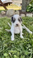 Zeke, a male Cavapoo for sale in Wolcottville, IN – 5 of 8