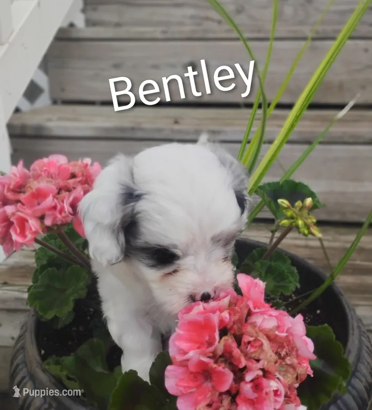 Bentley  – Cavapoo puppy for sale in Wolcottville, IN