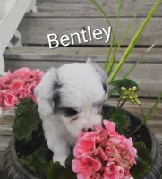 Bentley , a male Cavapoo for sale in Wolcottville, IN – 1 of 8